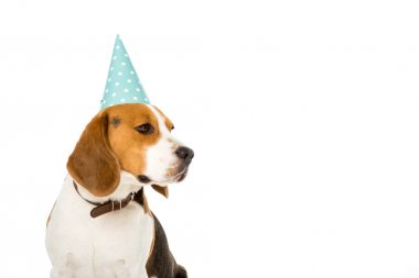 beagle köpek parti koni üzerinde beyaz izole yan görünüm