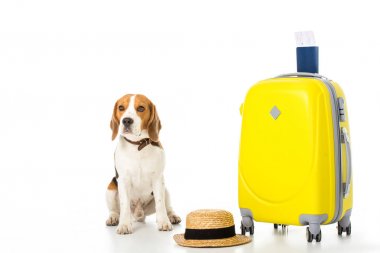 Beagle köpek bavul, pasaport, Bilet ve hasır şapka üzerinde beyaz izole