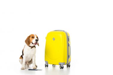 Beagle köpek bavul, pasaport ve bilet üzerinde beyaz izole