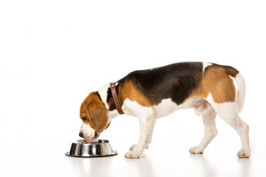 beyaz izole köpek yemek yeme beagle yan görünüm