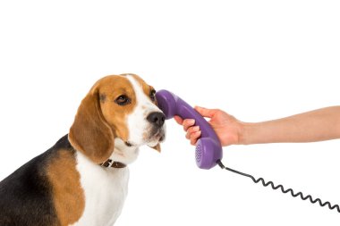 bir kadın telefon tüp çok güzel beagle beyaz izole için kısmi görünümünü
