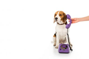 partial view of woman giving telephone tube to adorable beagle isolated on white clipart
