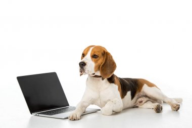 boş ekran üzerinde beyaz izole ile dizüstü bilgisayar ile şirin beagle köpek