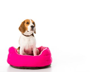 pembe yatak üzerinde beyaz izole oturma sevimli beagle köpek