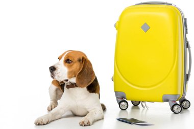 şirin beagle köpek bavul, pasaport ve bilet üzerinde beyaz izole