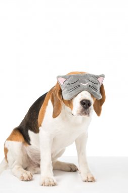 uyku maskesi üzerine beyaz izole şirin beagle köpek