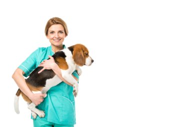 tek tip holding beagle köpek üzerinde beyaz izole içinde gülümseyen hayvan hastalıklarıyla ilgili portresi
