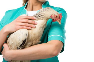 partial view of veterinarian holding chicken isolated on white clipart