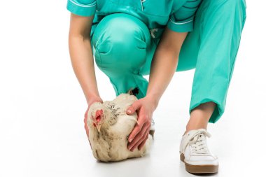 Veteriner beyaz izole tavukla üniformalı kısmi görünümünü