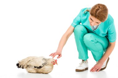 Veteriner beyaz izole tavukla üniformalı portresi