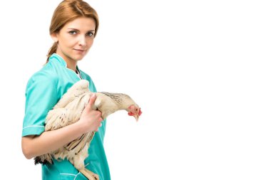 side view of veterinarian in uniform hooding chicken isolated on white clipart