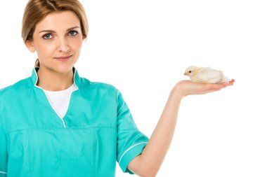 Tatlı küçük piliç beyaz izole Palm'da ile hayvan hastalıklarıyla ilgili portresi