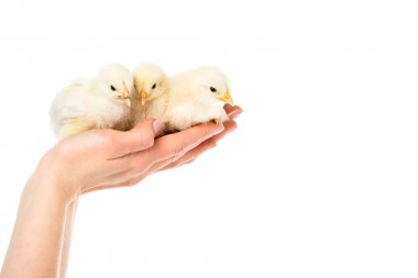 partial view of woman holding cute little chicks in hands isolated on white clipart