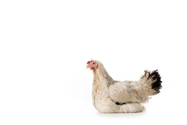 full length view of beautiful white hen lying isolated on white
