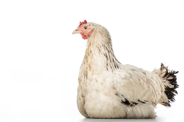 Vue Rapprochée Belle Poule Blanche Isolée Sur Blanc — Photo