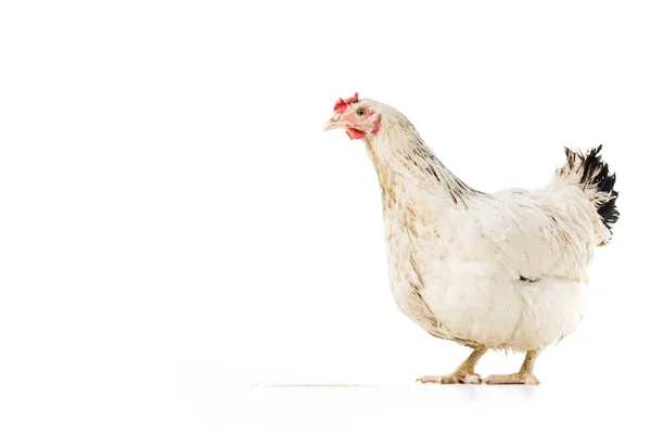 Huhn — Stockfoto