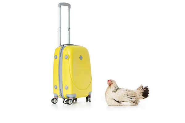 hen lying near yellow suitcase isolated on white