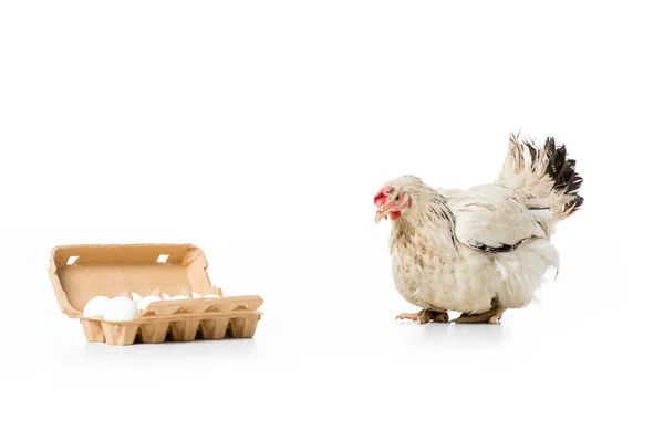 Poule Blanche Œufs Crus Dans Une Boîte Œufs Isolée Sur — Photo