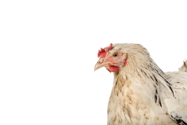 Vue Rapprochée Belle Poule Blanche Isolée Sur Blanc — Photo