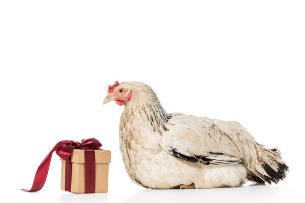 hen looking at present with red ribbon isolated on white