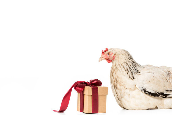 hen looking at gift box with red ribbon isolated on white