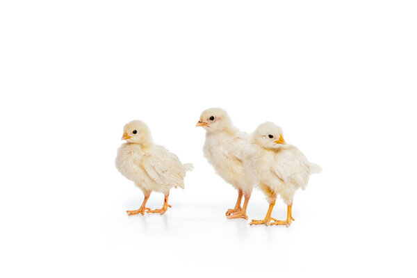 close-up view of three adorable little chickens isolated on white