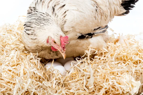 Close View White Hen Sitting Nest Eggs Isolated White — Stock Photo, Image
