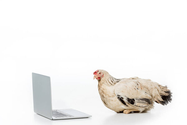 chicken looking at open laptop isolated on white