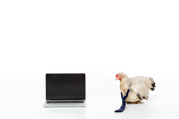 chicken near laptop with blank screen isolated on white