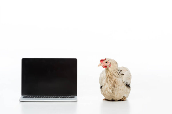 hen near laptop with blank screen isolated on white