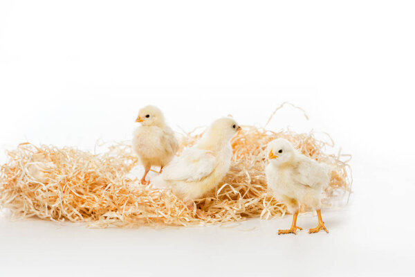 three cute little chickens on nest isolated on white