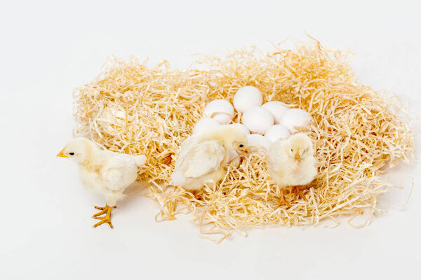 милые маленькие цыплята на гнезде с яйцами изолированы на белом
