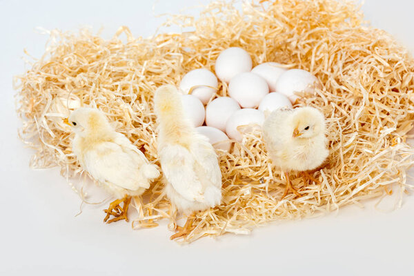 прелестные маленькие цыплята на гнезде с яйцами, изолированными на белом
