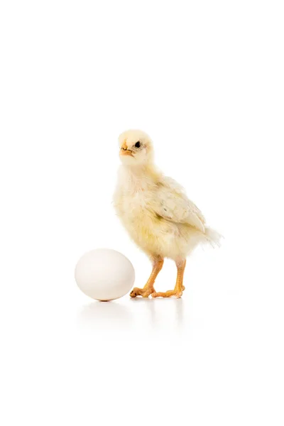 Zbliżenie Ładny Mały Kurczak Jajkiem Białym Tle — Zdjęcie stockowe
