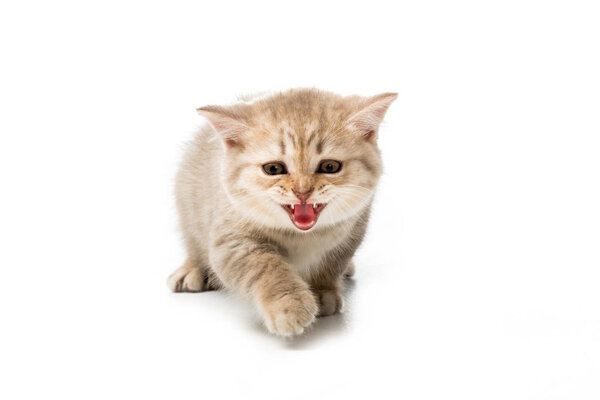 cute little kitten meowing and looking at camera isolated on white 