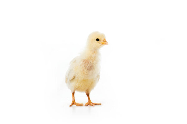 close-up view of adorable little chicken isolated on white