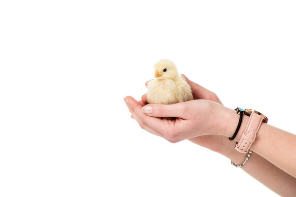 partial view of person holding cute little chick in hands isolated on white