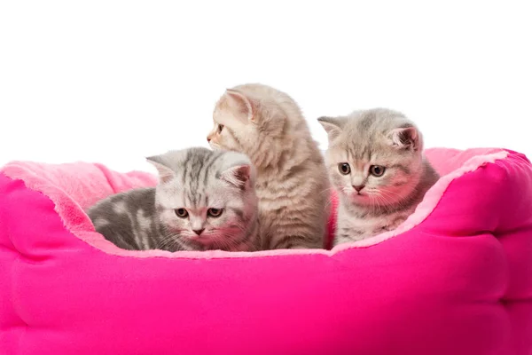 Niedliche Kleine Flauschige Kätzchen Sitzen Rosa Katzenbett Isoliert Auf Weiß — Stockfoto