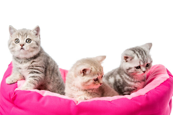 Adorable Poco Peludo Gatitos Sentado Gato Cama Aislado Blanco — Foto de Stock