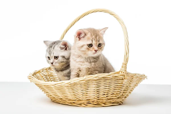 Entzückende Flauschige Kätzchen Sitzen Weidenkorb Auf Der Tischplatte — Stockfoto