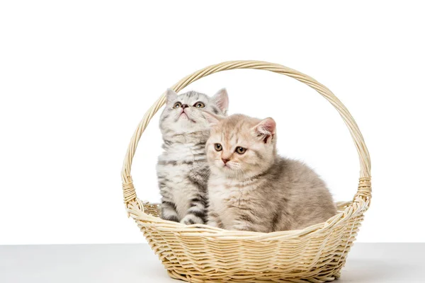 Niedliche Flauschige Kätzchen Sitzen Weidenkorb Isoliert Auf Weiß — Stockfoto