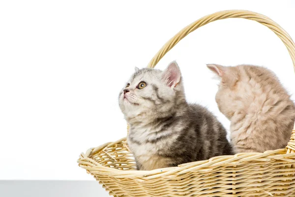 Kittens — Stock Photo, Image