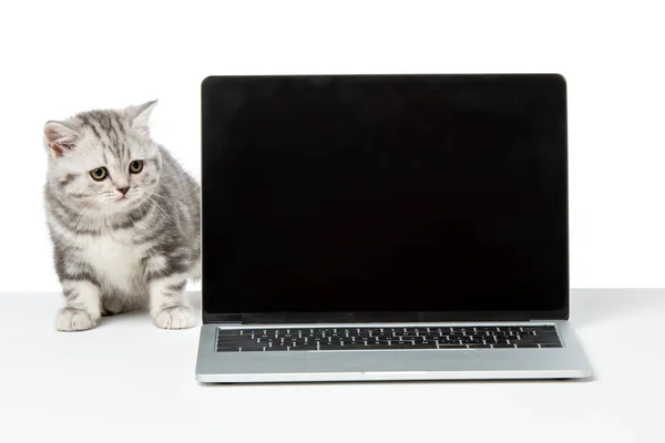 Cute Little Kitten Looking Laptop Blank Screen Table Top — Stock Photo, Image