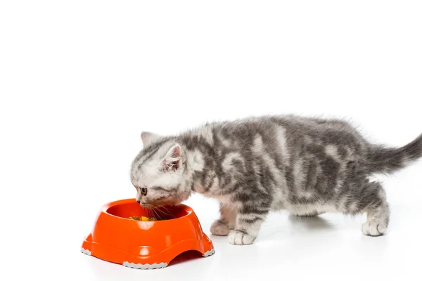 Kitten — Stock Photo, Image