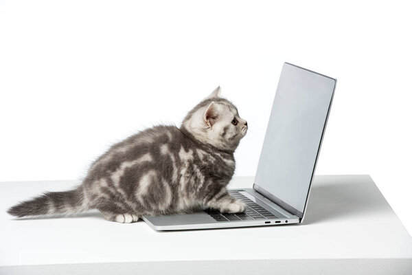 cute little kitten using laptop with blank screen on table top