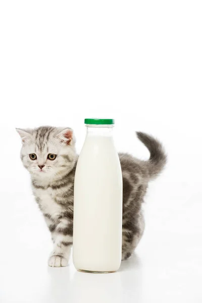 Mjölk — Stockfoto