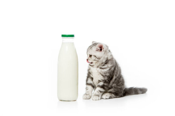 cute little kitten looking at bottle of milk isolated on white