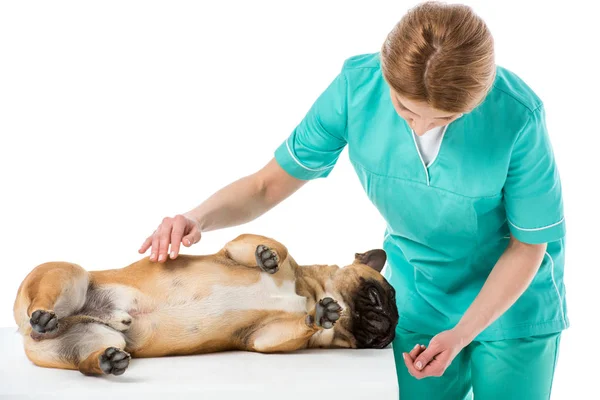 Dokter Hewan Dalam Seragam Memeriksa Bulldog Perancis Terisolasi Atas Putih — Stok Foto