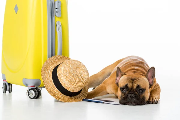 Adorable Bulldog Francés Con Maleta Amarilla Sombrero Paja Billete Pasaporte — Foto de Stock