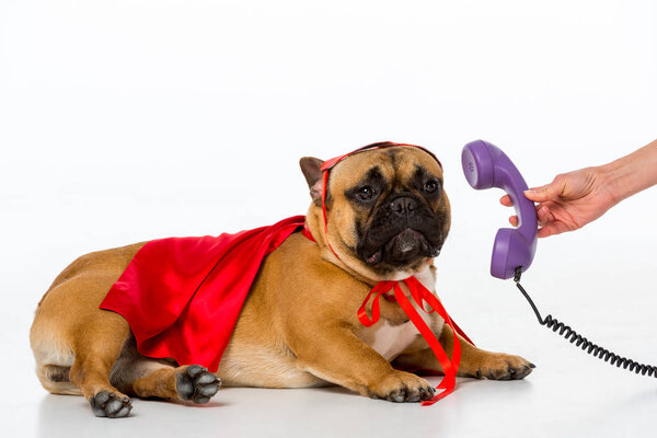 partial view of woman giving telephone tube to cute french bulldog in superhero costume isolated on white